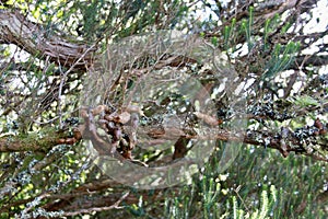 Bizarre twigs in the rays of the warm sun.