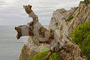 A bizarrely curved dried part of a relict pine trunk.  Crimea