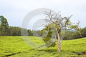 Bizarrely sharped tree in tee plantation Uganda  half dead and half flowering tree between hills of tee plantation.