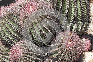 The Biznaga Cactus in the Desert photo