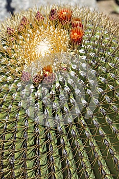 The Biznaga Cactus with Flower Blossom photo