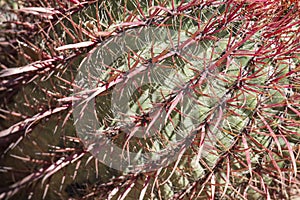 The Biznaga Desert Cactus Detail photo