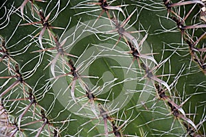 Biznaga Ferocactus Thorns from Sonora Mexico photo