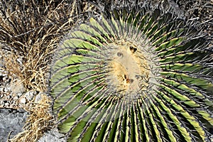 Biznaga, rounded cactus from Mexico desert photo