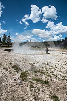 Bizon on geysers at scenic Yellowstone National Park at summer.