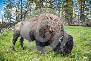 Bizon graze on the field at scenic Yellowstone National Park at summer.