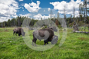 Bizons herd graze on the field at scenic Yellowstone National Park at summer. photo