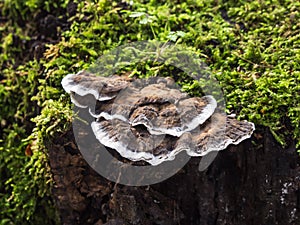 Bjerkandera fumosa mushroom photo