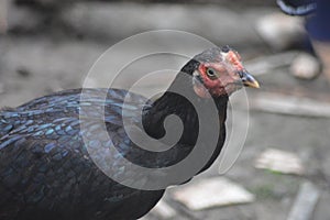 bkack hen chicken face black red eyes