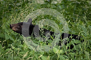 Bkak bear in tall grass