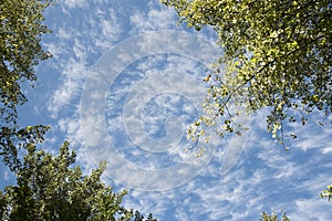 blue sky and fluffy clouds in a park photo