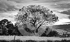 BlaBlack and white photo of tree in field