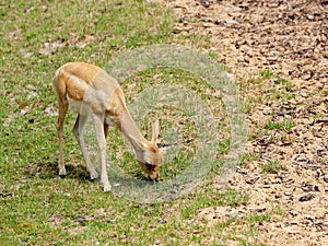 Blacbuck fawn grazing portrait