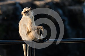 Blace faced monkey, grey langur