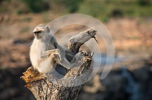 Blace faced monkey, grey langur