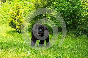 Black 2 month old puppy of Newfoundland dog