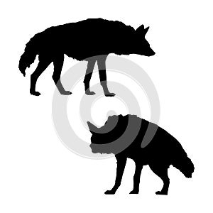 Black aardwolf hyena silhouette