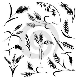 black abstract wheat ears hand drawn set