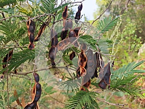 Black acacia seed pods