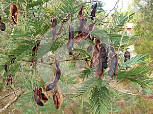 Black acacia seed pods