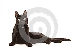 Black adult cat, lying in the floor uprising to sit up facing the camera photo