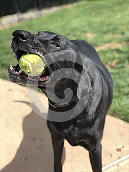 Black Adult Dog with Tennis Ball in Mouth