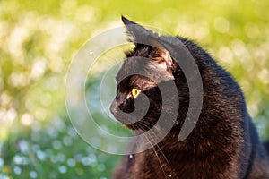 Black adult domestic cat sitting in grass and daisies