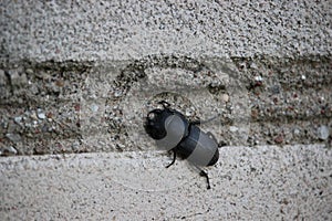 Black adult insect Lesser stag beetle sitting on a brick wall.