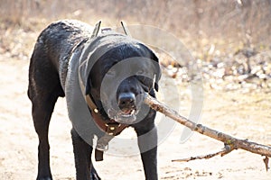 Black adult labrodor for walks in the park in spring in Ukraine in the city