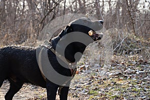 Black adult labrodor for walks in the park in spring in Ukraine in the city