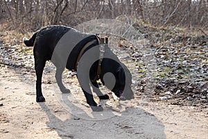 Black adult labrodor for walks in the park in spring in Ukraine in the city