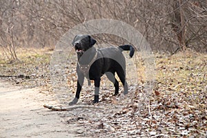 Black adult labrodor for walks in the park in spring in Ukraine in the city