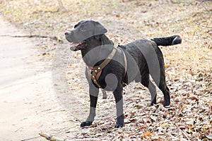 Black adult labrodor for walks in the park in spring in Ukraine in the city