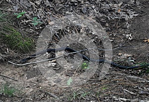 Black Adult Rat Snake Moving on Ground