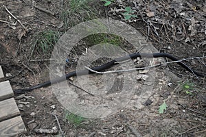 Black Adult Rat Snake Moving on Ground towards Bridge