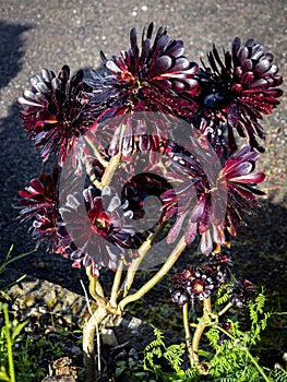 black Aeonium arboreum \'Zwartkop\' (Black Rose) with blurred backgrounf photo