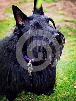 Black Affenpinscher dog side portrait