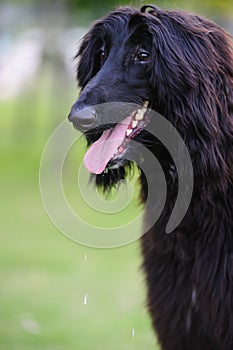 Black afghan hound dog