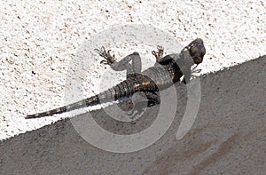 Black agama sunbathing