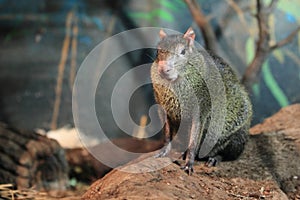 Black agouti photo