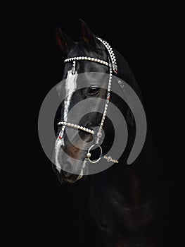 Black akhal-teke gelding horse with traditional bridle and finery