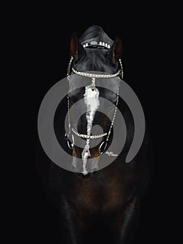 Black akhal-teke gelding horse with traditional bridle and finery