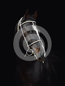 Black akhal-teke gelding horse with traditional bridle and finery