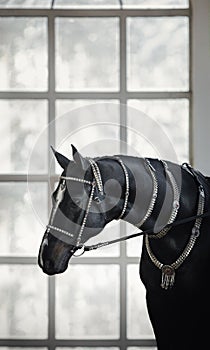 Black akhal-teke gelding horse with traditional bridle and finery