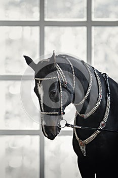 Black akhal-teke gelding horse with traditional bridle and finery