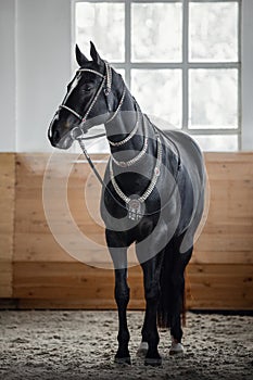 Black akhal-teke gelding horse with traditional bridle and finery