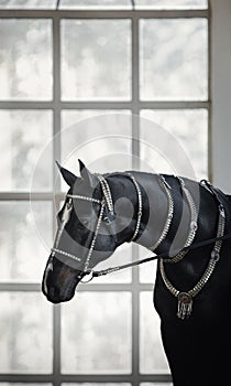 Black akhal-teke gelding horse with traditional bridle and finery photo