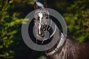 Black akhal-teke horse with white line on forehead with turkmen bridle and collars