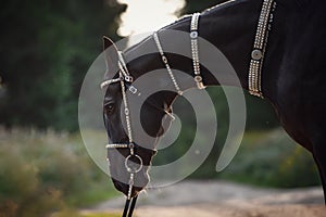 Black akhal-teke horse with white line on forehead with turkmen bridle and collars