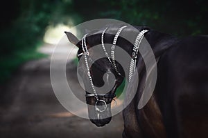 Black akhal-teke horse with white line on forehead with turkmen bridle and collars